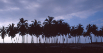 North Shore Palms