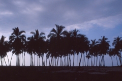 North Shore Palms